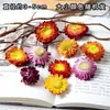 Casca de fruta faça você mesmo, pinha, lascas de madeira, folhas, flores secas, combinação de frutas secas, decoração de natal, decoração de jardim de infância, adereços retrô