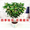 Planta de Camelia Fragante en Maceta, Plántulas de Árbol de Camelia de Aroma Fuerte, Flores Grandes para Jardín de Interior de Fácil Cuidado, Promoción de Osmanthus de Cuatro Estaciones