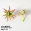 Simulación planta suculenta de aloe vera planta verde decoraciones interior oficina pequeños adornos combinación maceta bonsái mayoreo