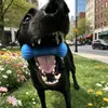 Palitos dentales para masticar mascotas transfronterizos, palitos para limpiar dientes y masticar perros, juguetes de ayuda oral anti-tragado al por mayor