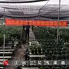 Moran planta em vaso empresa preto Phnom Penh Montanha Jinhua Flor de orquídea de Ano Novo sala de estar varanda folha larga orquídea perfumada perene o ano todo