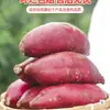 Batatas Doces Autênticas de Polpa Amarela, Batatas Doces Frescas de Mel, Batatas Doces Marasli Macias e Doces