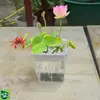 Contenedores Hidropónicos DIY para Semillas como Pomelo, Loto y Lichi; Decoración para Hogar para Dormitorios, Casas de Huéspedes y Adornos de Mesa; Jarrones para Plantas