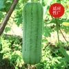Sementes de Bucha Longa Macia para Venda por Atacado Sementes de Hortaliças para Plantio na Primavera e Verão Sementes de Bucha Pendente Coleção de Sementes de Bucha
