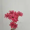 Sementes de Melão com Flores Secas de Yunnan, Flores Frescas Feitas à Mão, Flores Reais para Decoração de Casa, Adereços de Fotografia, Atacado