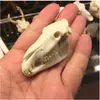 Acuario Tanque de Peces Adornos Hierba Acuática Paisaje Dinosaurio Cocodrilo Oveja Calavera de Resina Caballo Vaca Animal Habitación de Mascotas Calavera