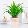 Helecho Nido de Pájaro Helecho en Maceta Planta de Interior Verde Plantas Florales Sala de Estar Oficina Escritorio Planta Novedosa Perenne Todo el Año