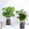 Plantas hidropônicas fáceis de cultivar em ambientes internos Calathea Maçã Verde planta verde planta em vaso adequada para todas as estações sala de estar escritório mesa folhas grandes tolerante à sombra