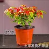 Planta en Maceta Nandina de Fuego para Sala de Estar, Planta de Interior Verde, Bonsái de Escritorio con Hojas Rojas, Variedad Enana Pequeña, Plántulas de Calidad Premium, Fácil de Cuidar Todo el Año