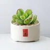 Conjunto fofo de plantas de interior para mesa para jardim de infância, fácil de cultivar e cuidar, pequenas plantas em vasos
