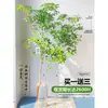 Planta Hidropónica Pieris Japonica Planta Verde para Sala de Estar Cultura en Agua de Escritorio Importada Planta en Maceta Campanula Árbol Real Ramas Cortadas Frescas Árbol Hombre Guapo