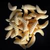 Isca macia Minhoca-pão Isca Luya Biônica Minhoca macia Maggot Crucian Carp Bream Isca falsa Isca multicolorida