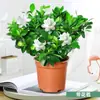 Jardín de Peonías de Hoja Grande Gardenia Paleta Plántulas en Maceta con Capullos Doble Pétalo Tallo Único Plántulas de Tocón Viejo Florales y Plantas Verdes