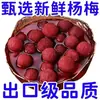 Arándano Bayberry en Lata con Trozos Grandes de Fruta, Fruta Fresca en Jarabe de Azúcar, Lata Grande, Caja Completa, Uso Comercial, Delicias de Montaña y Condimento para Mariscos