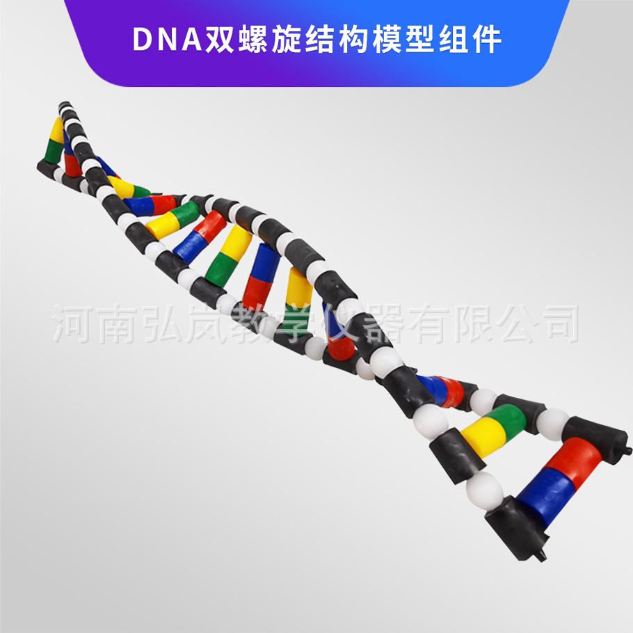 双螺旋结构模型组件3