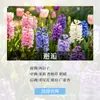 Paquete de Materiales para Velas DIY de Aceite Esencial de Aromaterapia Lámina de Cera Hecha a Mano Difusor de Yeso Fragancia Ligera Fragancia para Hombres y Mujeres