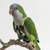 Cuerda de Sujeción para Pájaros, Correa Elástica para Pasear Pájaros al Aire Libre, Adecuada para Periquitos, Cacatúas y Agapornis