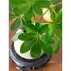 Bonsai das Oito Direções da Riqueza: Planta em Vaso Madeira Pata de Pato para Hidroponia, Verde para Mesa de Escritório, Sala de Estar, Fácil de Cuidar em Todas as Estações