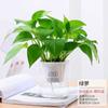 Rábano Verde de Interior, Plántulas de la Fortuna de Cuatro Estaciones, Plantas para Perezosos, Bonsái de Escritorio, Fácil de Cultivar, Hidropónico, Macetas de Flores Fáciles de Mantener