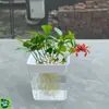 Contenedores Hidropónicos DIY para Semillas como Pomelo, Loto y Lichi; Decoración para Hogar para Dormitorios, Casas de Huéspedes y Adornos de Mesa; Jarrones para Plantas