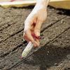 Sembradora de Jeringa Artefacto Manual para Trasplante de Plántulas Hogar Semilla de Verdura Flor Jardinería Bandeja de Alveolos para Plántulas Herramienta Pequeña