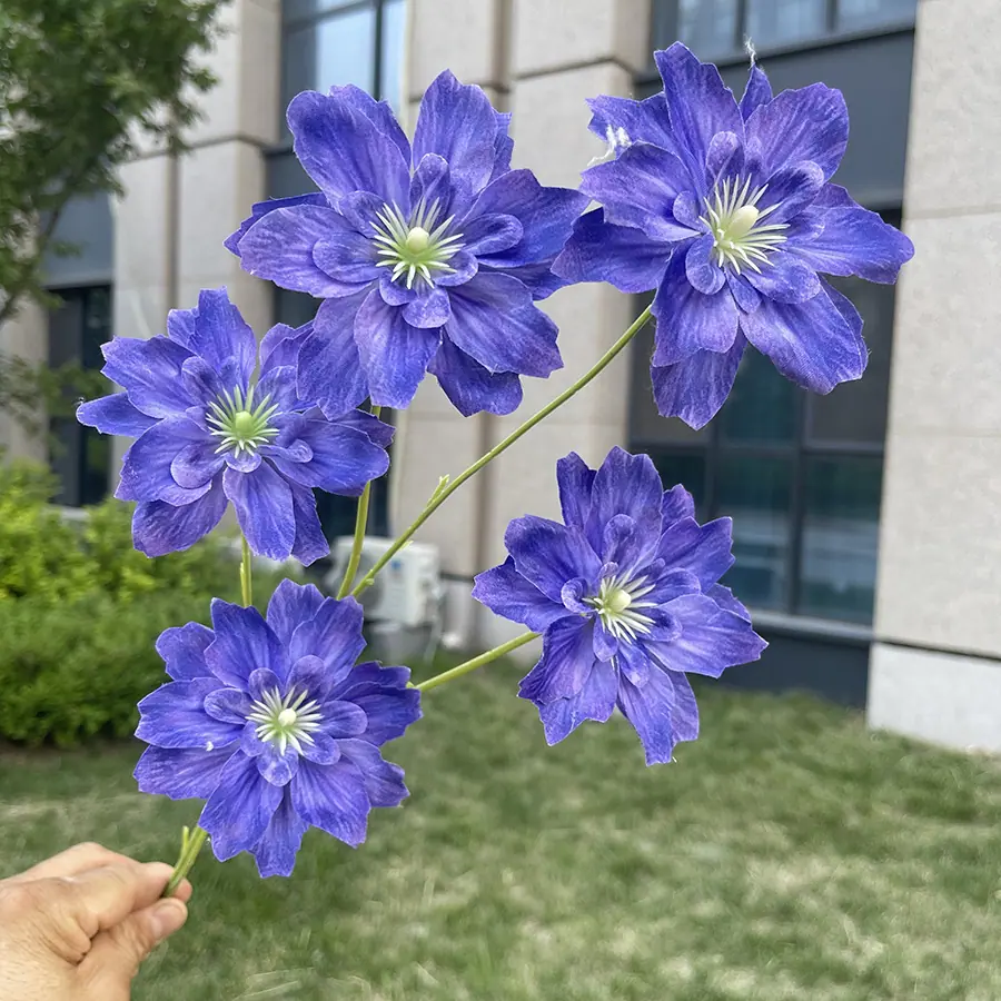 5头海棠花-深紫蓝.JPG