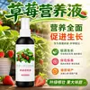 Fertilizante para Fresas Fertilizante Especial Plantas de Maceta Caseras Fertilizante Orgánico Solución Nutritiva para Plantas Tipo Universal Etapa de Floración Cuajado y Engorde de Frutos