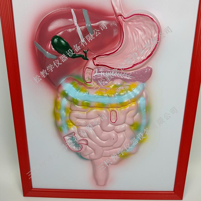 人体消化系统浮雕模型4_副本