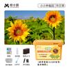 Niños Plantan Planta Pequeña en Maceta Planta de Estudiante Caja de Observación del Crecimiento de Plantas Fresa Maíz Girasol Granja Miniatura