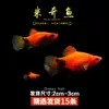 Guppies de Raça Pura, Peixes Ornamentais de Água Doce Pequenos, Peixes Tropicais Fáceis de Criar, Peixes Vivos, Peixes Limpadores, Kinguios Zebra, Peixes Pequenos, Alevinos