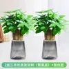 Árbol del Dinero Hidropónico Planta Pequeña en Maceta Escritorio de Oficina Vegetación Sala de Estar Prosperidad Bonsái Fácil de Cuidar Durante Todo el Año Árbol del Dinero