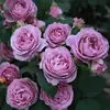 Una Sola Planta de Rosas con Flores Grandes y Capullos, Adecuada para Uso en Interiores y Exteriores, Se Puede Enviar