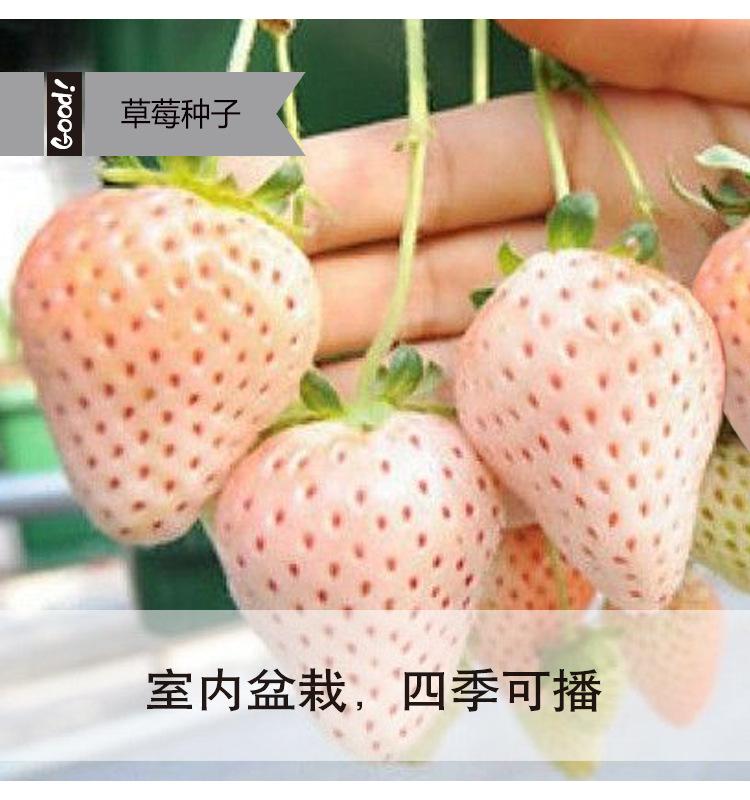 奶油白草莓03-1