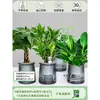 Árbol de la Fortuna Trenzado Planta Pequeña en Maceta Bonsái Escritorio Oficina Planta Verde Tolerante a la Sombra Planta Hidropónica