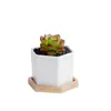 Jikai Comercio Exterior Cerámica Flor Carnosa Maceta Creativa Blanca Pura Maceta de Escritorio Transfronterizo Amazon Pequeña Hexagonal Bandeja Combinación