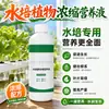 Solución nutritiva especial para plantas hidropónicas tipo universal rica tazón de bambú loto nenúfar bambú Guanyin tulipán hierba moneda de cobre universal
