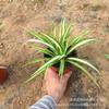 Planta Araña Borde Dorado Maceta Planta de Interior Flor para Casa Nueva, Purificadora de Aire, Absorbente de Formaldehído, Planta Verde Colgante Hidropónica
