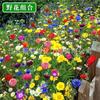 Semillas de flores silvestres de combinación de cuatro estaciones al por mayor hermosas flores de campo mar escénico semillas de flores Zinnia especies de flores gesang