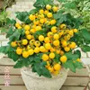 Plántulas de Tomate Cherry Cuatro Estaciones Tomates Grandes Tomates Pequeños Verduras en Maceta Semillas de Tomate Cherry Multitemporada Venta Caliente