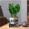 Árbol del Dinero Planta del Dinero Interior Sala de Estar Planta Verde Grande Maceta Bonsái Flor Oficina Escritorio Follaje Planta de Hoja Perenne