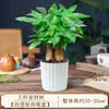 Árbol del Dinero Flor en Maceta Planta Verde Interior Sala de Estar Aire Fresco Bueno para Alimentar y Atraer Riqueza Árbol del Dinero Chino Bonsái