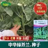 Sementes de Couve Chinesa Jihong, Brotos de Bambu Grandes, Macios, Crocantes, Doces, Caules Grossos, Crescimento Forte e Fácil de Cultivar