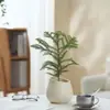Ins Escandinavo Jiuli Planta Verde Fragrante em Vaso Florais Escritório Sala de Estar Desktop Interno Enfeites Purificam o Ar e Removem Formaldeído