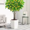 Planta de Osmanthus en Maceta, Árbol Grande de Osmanthus de Cuatro Estaciones en Maceta, Planta Verde Grande para Oficina Interior, Florece Todas las Estaciones, Tocón Viejo Nativo