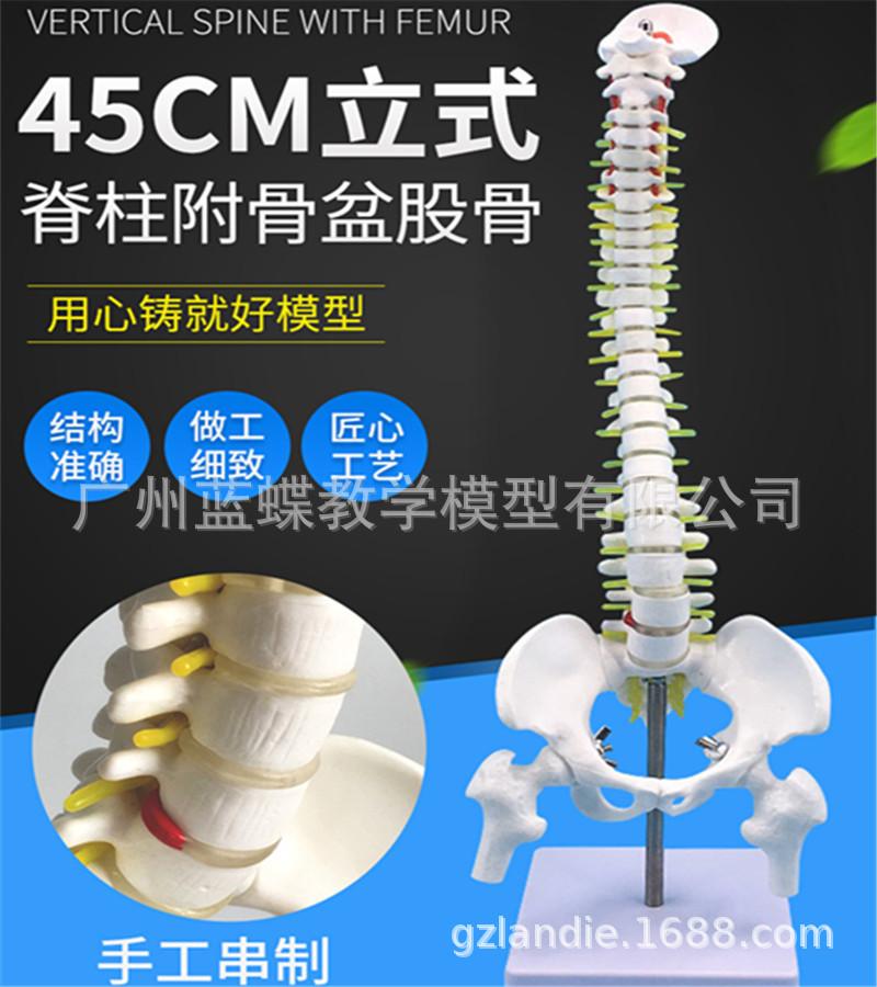 45CM立式脊柱带腿