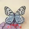 Mariposa mariposa original varias verde verdadero alas extendidas enseñanza insecto Mariposa cola de golondrina Mariposa gris elegante Jardín de infancia mariposas varias Escarabajo de banda verde de cumpleaños