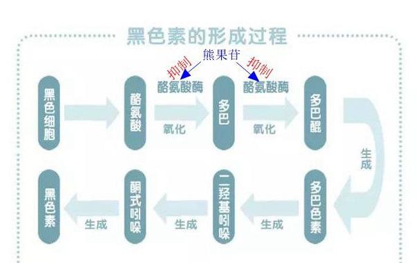 熊果苷详情3