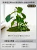 Musgo para Paisajismo de Plantas Verdes Plantas Artificiales Decoración Flores Artificiales Combinación Tropical para Interiores Paisaje de Ventana Persa Arreglo de Césped