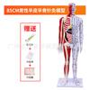 85cm Meio-Pele Meio-Músculo Anatomia Esquelética Ponto de Acupuntura Modelo do Corpo Humano Corpo Inteiro Medicina Tradicional Chinesa Diagrama dos Doze Meridianos Manequim de Cobre