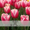 Bulbos de Tulipa para Venda no Atacado, Variedade de Pétala Simples, 1 Bulbo por Pacote, Bulbos de 5 Graus, Plantas de Flores de Interior em Vasos, Floresce o Ano Todo, Fácil de Cuidar